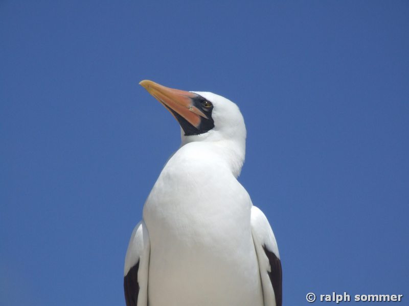 Maskentölpel Sula dactylatra Frontansicht Insel Espanola Galapagos