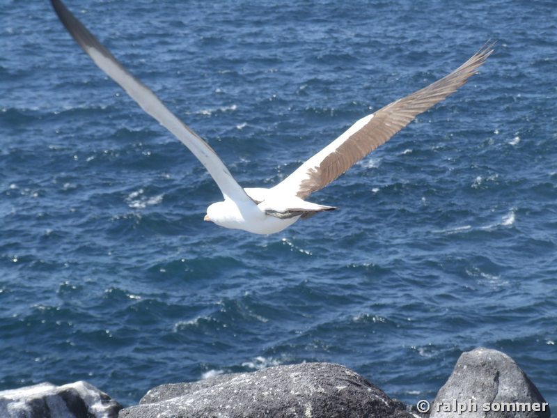 Maskentölpel Sula dactylatra im Flug Galapagos