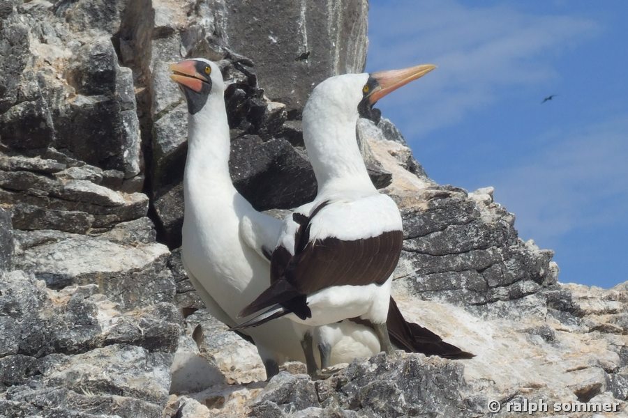 Maskentölpel Sula dactylatra mit Jungen Espanola Galapagos