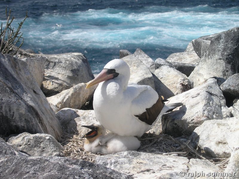 Maskentölpel Sula dactylatra mit Kücken auf Lavafelsen Galapagos