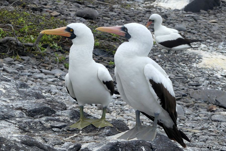 Maskentölpel Sula dactylatra Paar Espanola Galapagos