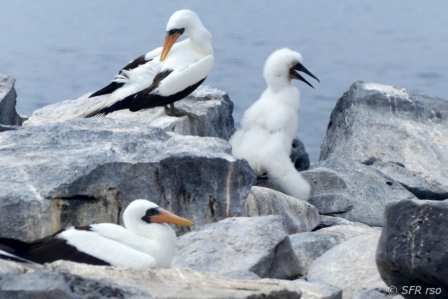 Maskentölpel Sula dactylatra Paar mit Juvenil Galapagos