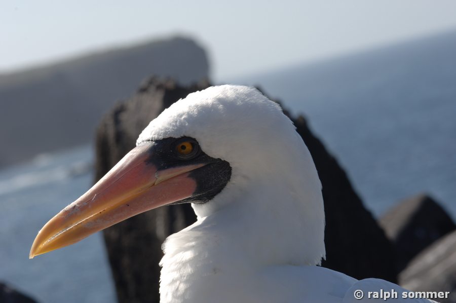 Maskentölpel Sula dactylatra Portrait Galapagos