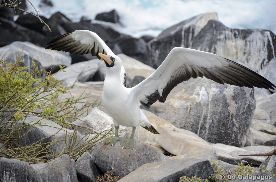 Maskentölpel Sula dactylatra startbereit Galapagos