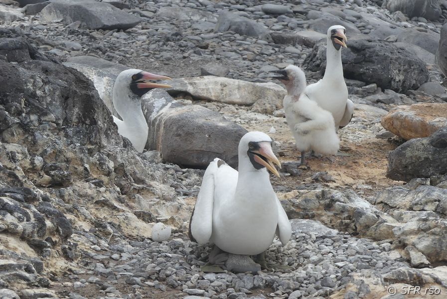 Maskentölpel Sula dactylatra und Juvenile Galapagos