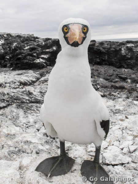 Maskentölpel Sula dactylatra von vorne Galapagos
